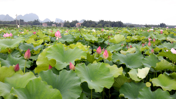 藕蓮天下景區(qū)一角。
