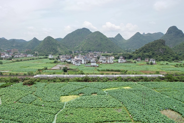 動(dòng)車(chē)組列車(chē)駛過(guò)衡柳線桂林至永福區(qū)間的一片荷花池。吳明海攝