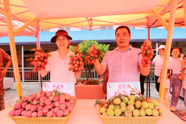 港南優(yōu)質(zhì)荔枝品種集中亮相。黃穎攝