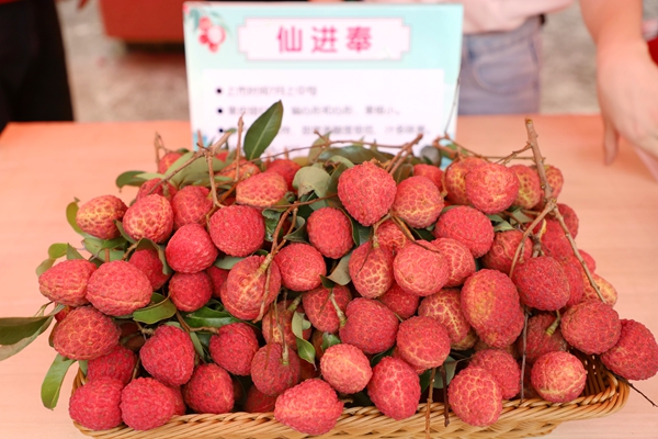 港南優(yōu)質荔枝品種集中亮相。黃穎攝