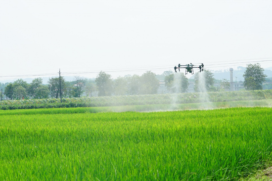 植保無(wú)人機(jī)穿梭于稻田上空，精準(zhǔn)地噴灑藥劑。黃桂蘭攝