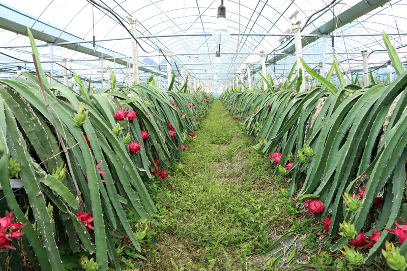 進(jìn)德鎮(zhèn)玲全火龍果種植園。姚瑋懌攝
