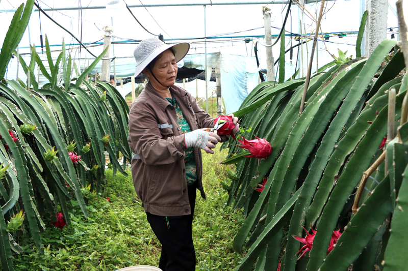 村民在采摘火龍果。姚瑋懌攝