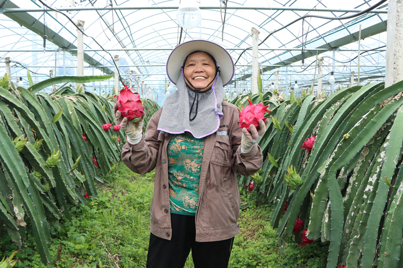 村民舉著火龍果，笑容滿面。姚瑋懌攝