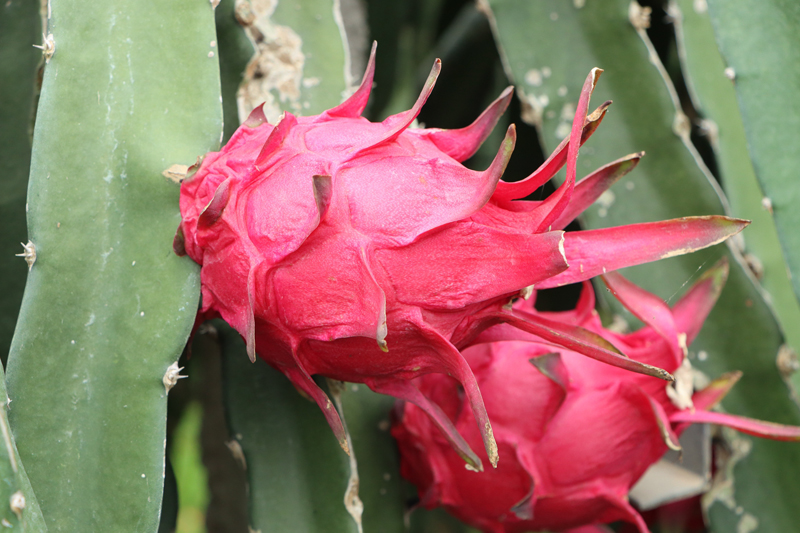 金都紅心火龍果。姚瑋懌攝