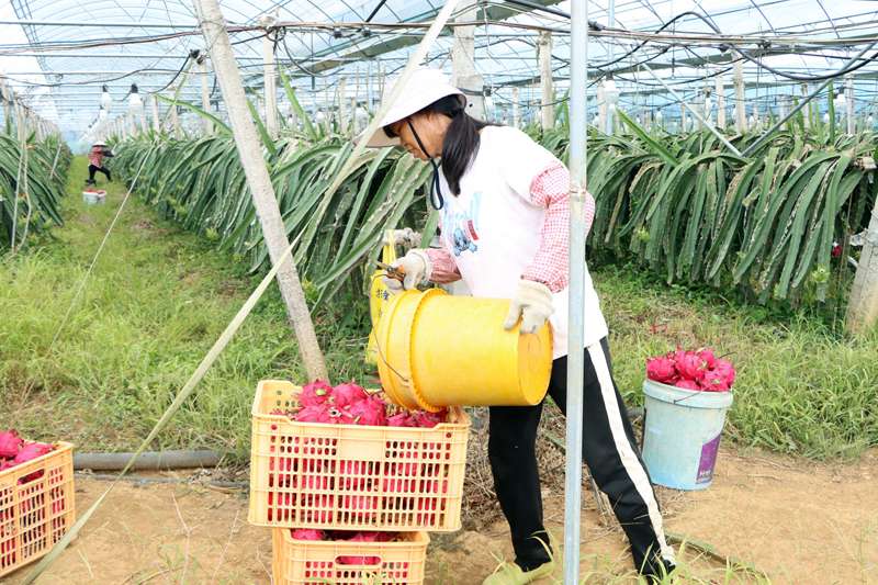 村民們熟練地將新鮮采摘的火龍果裝箱。姚瑋懌攝