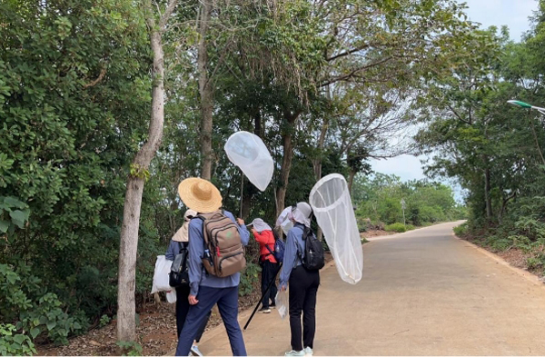 監(jiān)測(cè)人員開(kāi)展農(nóng)田生態(tài)質(zhì)量樣地蝴蝶監(jiān)測(cè)工作