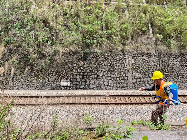 作業(yè)人員在噴灑藥水。李國星攝