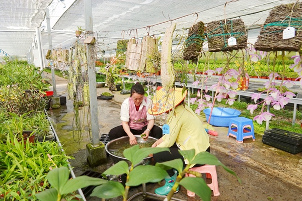 工作人員正在處理石斛蘭種苗。蔣林林?jǐn)z