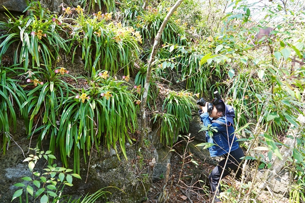 廣西雅長(zhǎng)蘭科植物種質(zhì)資源基因園內(nèi)蘭科植物實(shí)現(xiàn)原地保護(hù)，漫山遍野的野生蘭科植物，令人目不暇接。蔣林林?jǐn)z