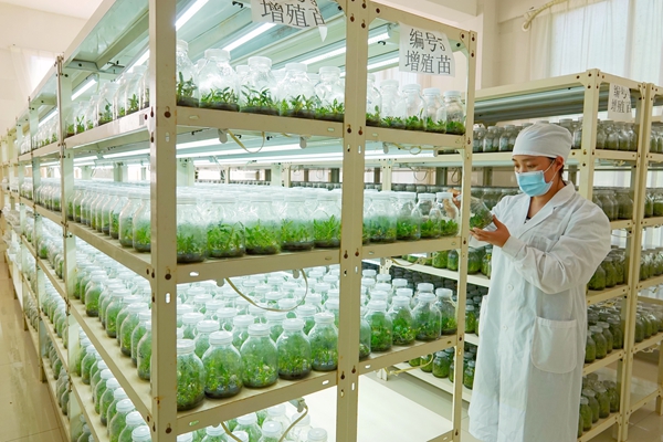 3.雅長(zhǎng)保護(hù)區(qū)年產(chǎn)300萬(wàn)苗的蘭科植物繁育實(shí)驗(yàn)中心攻克55種蘭科植物種苗培育技術(shù)。蔣林林?jǐn)z.jpg
