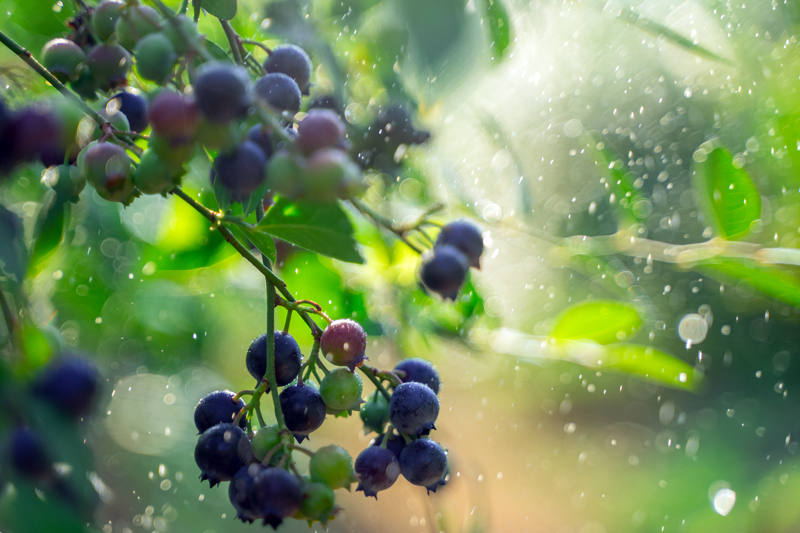 鐘山：藍(lán)莓采摘正當(dāng)時(shí) 共享“莓”好時(shí)光