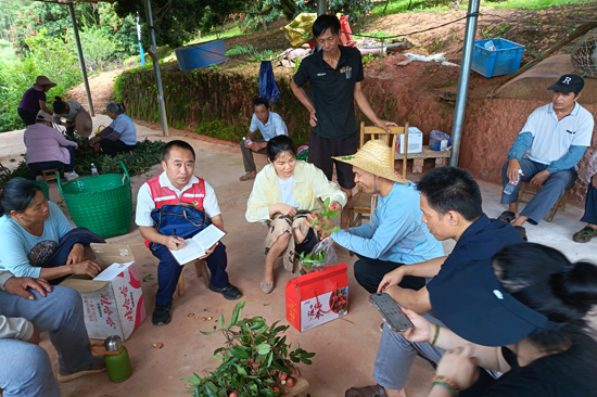 人大代表與干部走進(jìn)荔枝園了解荔枝銷售情況，協(xié)助果農(nóng)銷售荔枝。