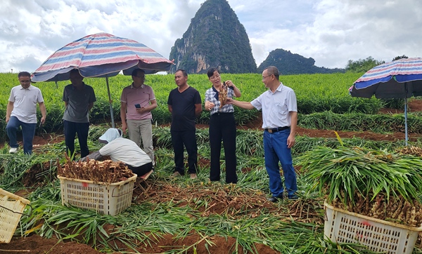 調(diào)研組在古譚定軍生姜種植基地查看生姜生長情況。隆安縣人大供圖