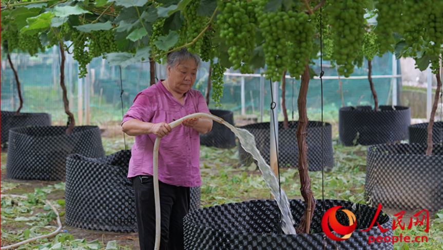 行進(jìn)中國(guó) | 小山村里藏“甜”機(jī)毛竹山村現(xiàn)有葡萄320余畝，主要種植陽(yáng)光玫瑰、妮娜皇后、春光、蜜光、科美、茉莉香、藍(lán)玉等十幾個(gè)葡萄品種。在毛竹山村葡萄示范區(qū)，曾經(jīng)老舊的簡(jiǎn)易棚改建成了鋼架結(jié)構(gòu)大棚，有機(jī)栽培、滴灌水肥一體化、限根器種植等技術(shù)，既節(jié)水節(jié)肥，又降低了成本。