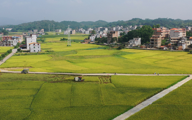 容縣楊葉村農(nóng)戶組織大型收割機(jī)收割早稻。容縣融媒體中心供圖
