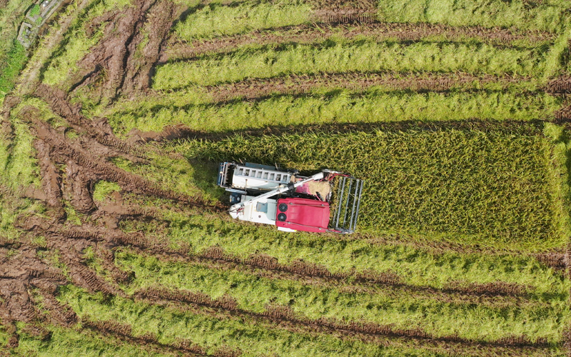 收割機(jī)在稻田里作業(yè)。容縣融媒體中心供圖