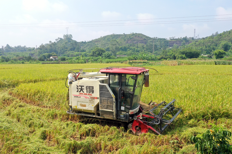 收割機(jī)在稻田里作業(yè)。容縣融媒體中心供圖