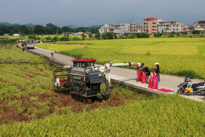 村民在田邊將收割稻谷裝袋。容縣融媒體中心供圖