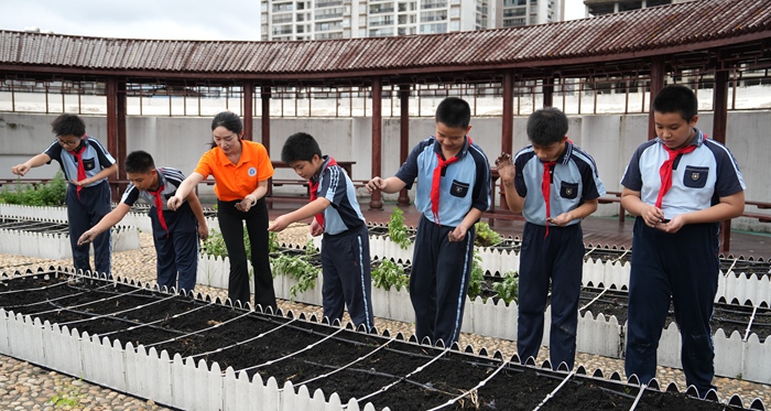 老師帶領學生播種紫蘇種子