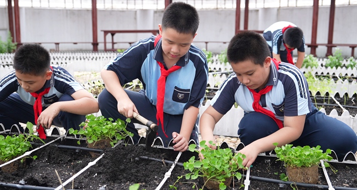 學生種植雷公根