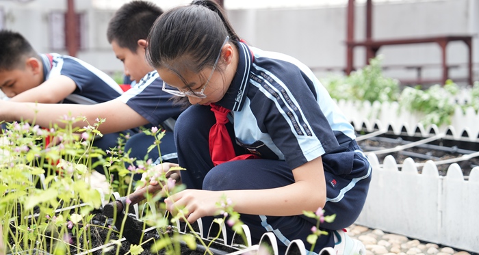 學生種植益母草