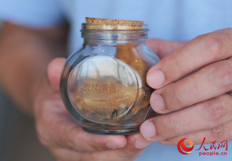 虎杖是天然的黃色染料。人民網(wǎng) 梁章暉攝