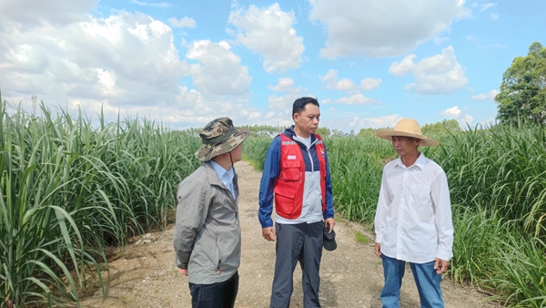 自治區(qū)審計(jì)廳駐武宣縣復(fù)旦村工作隊(duì)在糖料蔗雙高基地調(diào)研。