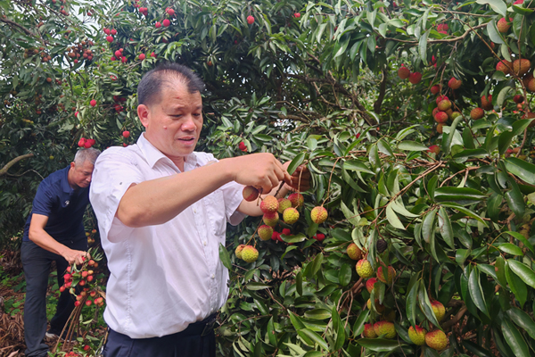 志愿者幫助農戶采摘荔枝。甘敏容攝
