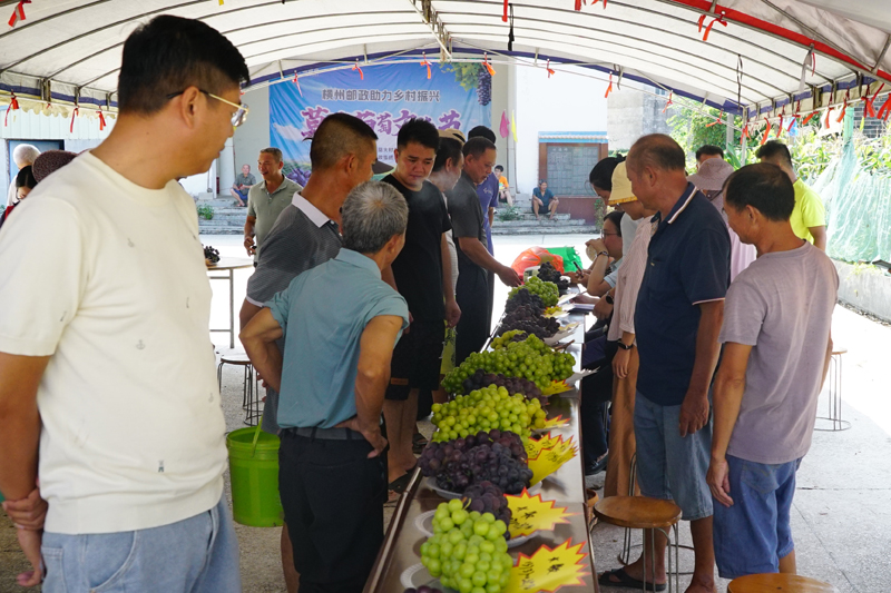 “葡萄王”評比現(xiàn)場熱鬧非凡