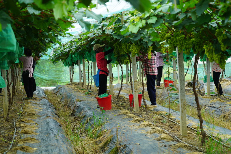 工作人員正在采摘葡萄