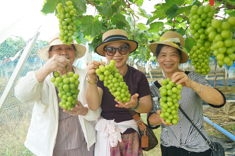 游客盡享葡萄采摘之樂