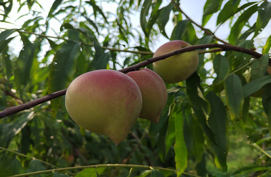 成熟的鷹嘴桃掛滿枝頭。