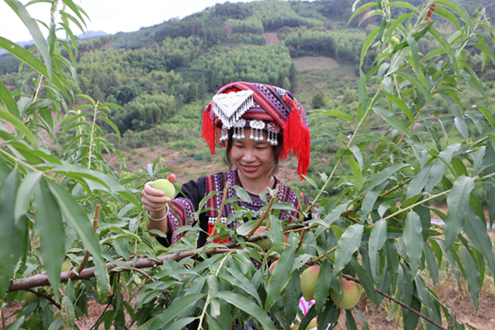 村民正在采摘鷹嘴桃
