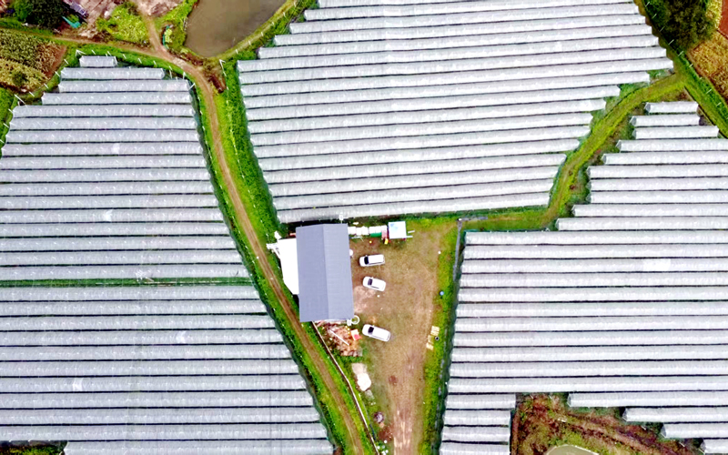 公會鎮(zhèn)解元村鄉(xiāng)村振興實踐區(qū)葡萄園。