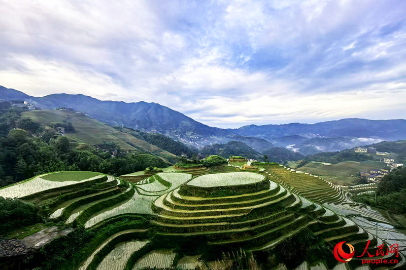 龍脊梯田是當(dāng)?shù)氐久孜幕南笳鳌Ｈ嗣窬W(wǎng)記者 覃心攝