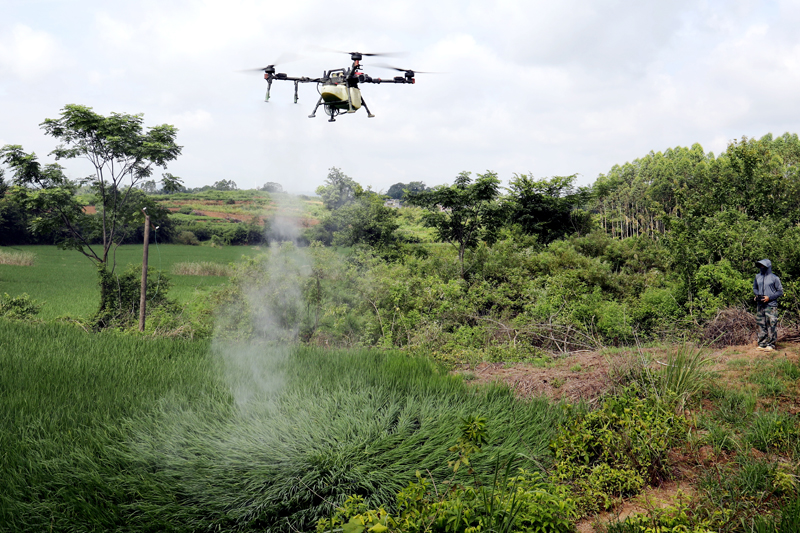無人機在“飛防”作業(yè)。