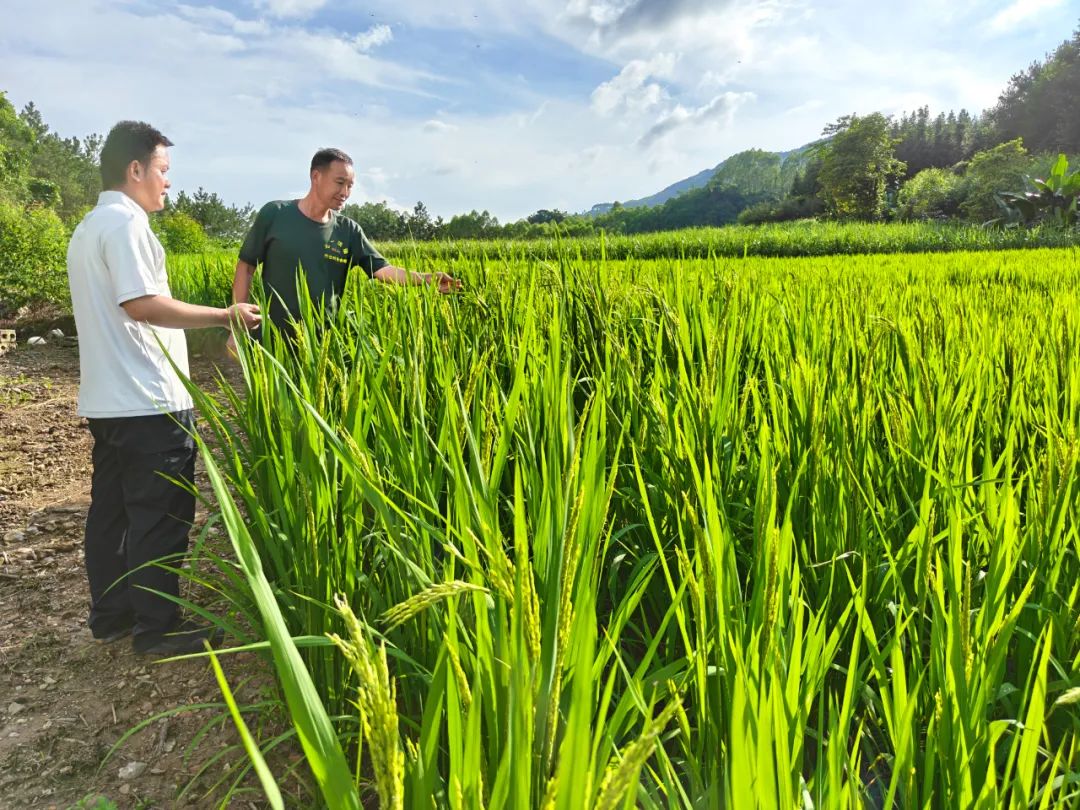 工作人員正在查看旱稻生長情況