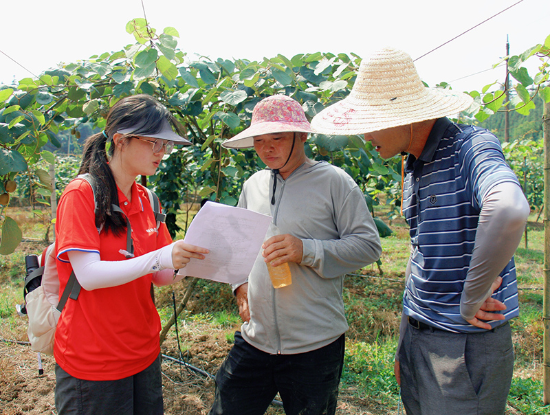 拍攝獼猴桃產(chǎn)業(yè)基地宣傳視頻。徐境懋?dāng)z