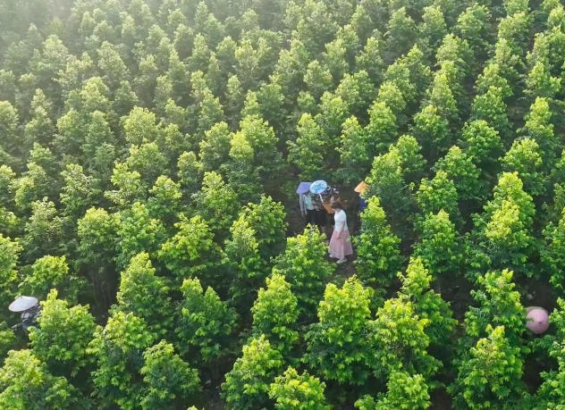 村民在沉香林間勞作