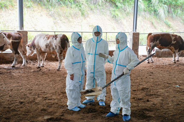 廣西大學(xué)科技小院師生到樂(lè)一牛養(yǎng)殖區(qū)研究相關(guān)養(yǎng)殖技術(shù)。