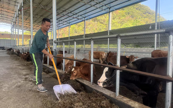安德鎮(zhèn)三西村養(yǎng)牛場