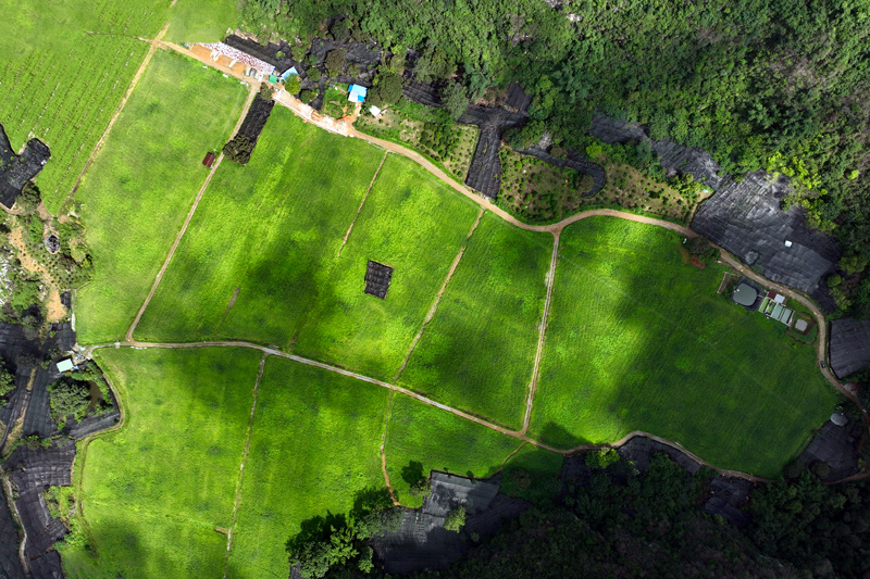 鳳仙花種植基地航拍。馬必良攝
