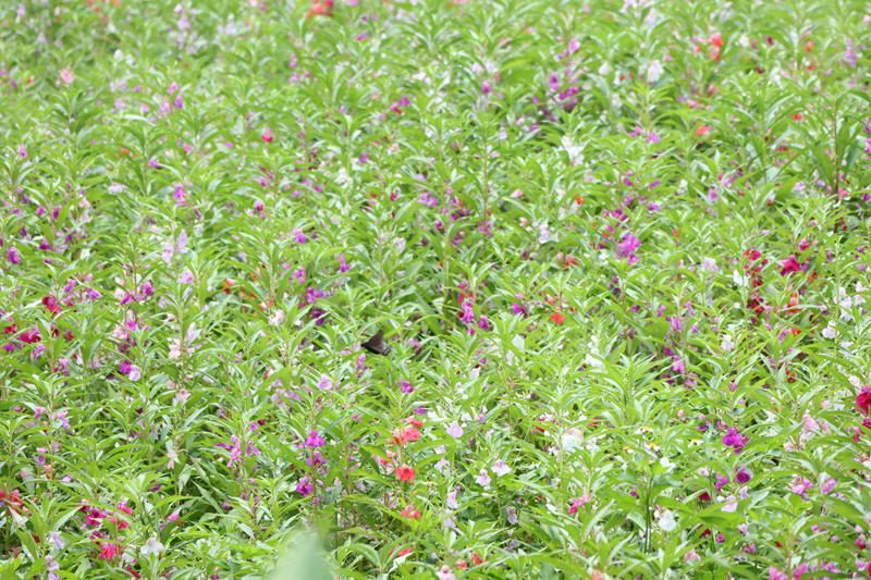 鳳仙花。陸虹寧攝