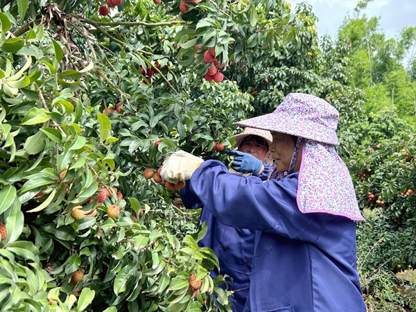 港南區(qū)：荔枝園開園采摘 實現(xiàn)產(chǎn)銷兩旺