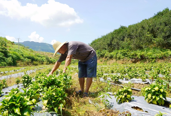 村民查看中藥生長情況。