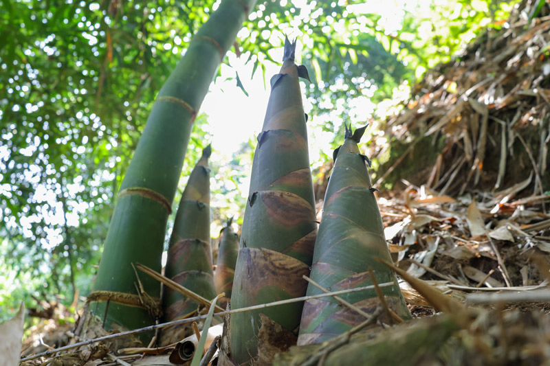 一棵棵粗壯的八渡筍破土而出，生機(jī)盎然。?趙蘭香攝
