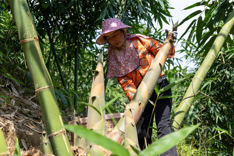 農(nóng)戶正在采收八渡筍。趙蘭香攝