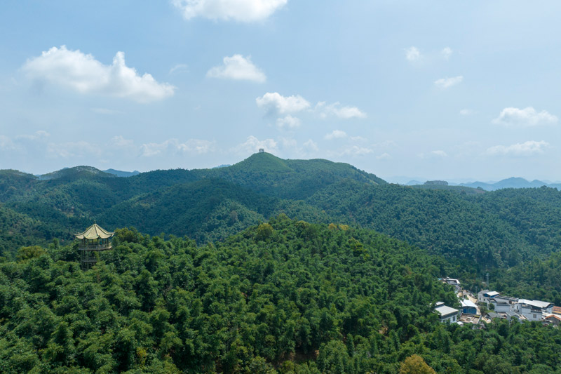 六隆八渡筍基地。黃斯杰攝