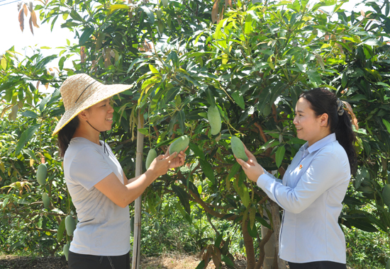 客戶經(jīng)理深入芒果園與種植戶共同查看芒果長勢情況。黃小崧攝